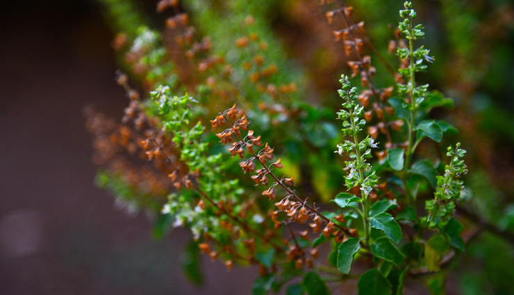 tulsi,amla,honey,turmeric,neem leaves,ayurvedic remedies,ayurvedic remedies for acne,tips to treat acne,beauty tips,skin care tips
