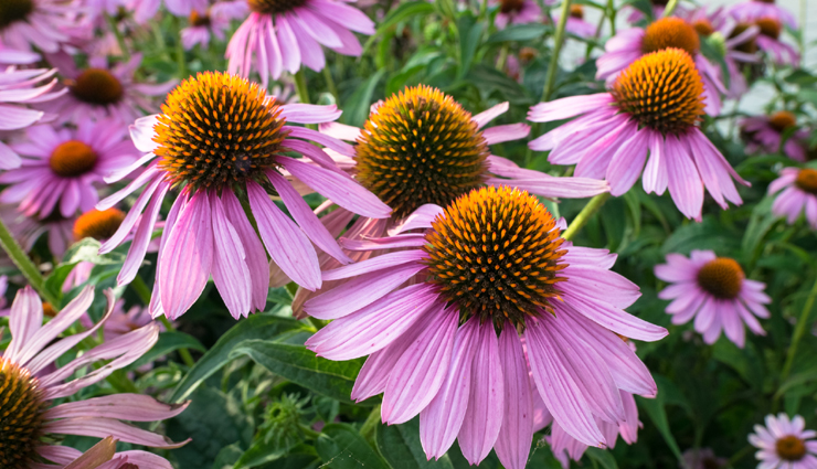 lemon juice,aloe vera,chamomile,echinacea,toothpaste,honey,mint,home remedies to treat acne,acne treatment,home remedies,skin care tips,beauty tips