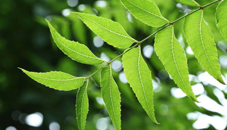 tulsi,amla,honey,turmeric,neem leaves,ayurvedic remedies,ayurvedic remedies for acne,tips to treat acne,beauty tips,skin care tips