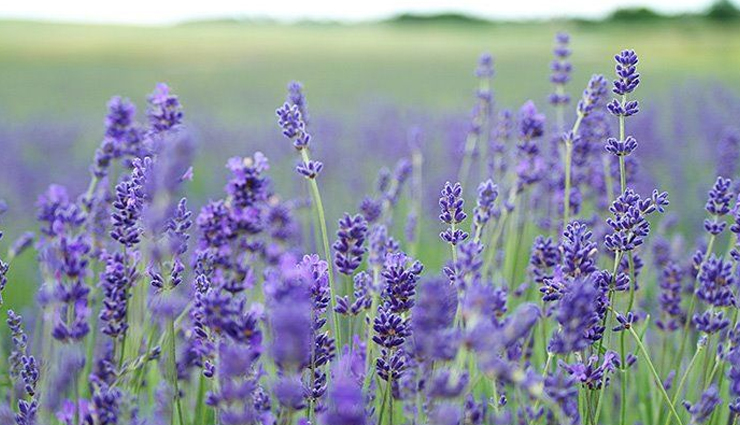 acne face wash recipes,homemade acne remedies,diy acne face wash,acne-prone skin care,natural acne treatments,oily skin face wash recipes,dry skin acne remedies,homemade acne solutions,acne treatment at home,homemade face wash for acne,diy face wash for oily skin,diy face wash for dry skin,acne prevention tips,natural remedies for acne,homemade skincare for acne,homemade acne cleanser,effective acne face wash recipes,homemade remedies for acne-prone skin,diy acne face cleanser,home remedies for acne relief