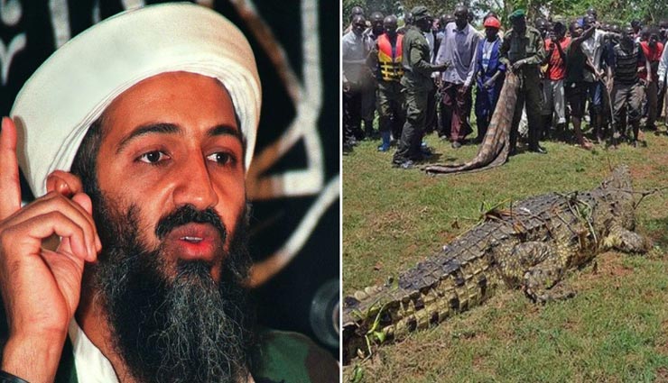 ओसामा बिन लादेन के रूप में है इस मगरमच्छ की पहचान, 80 लोगों को बना चुका है शिकार