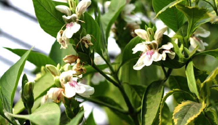 5 Health Benefits of Adhatoda Vasica