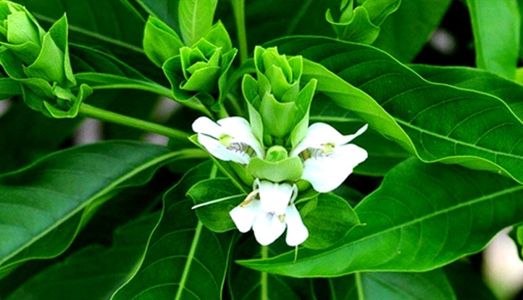 health benefits,Health tips,latest news in hindi,healthy living