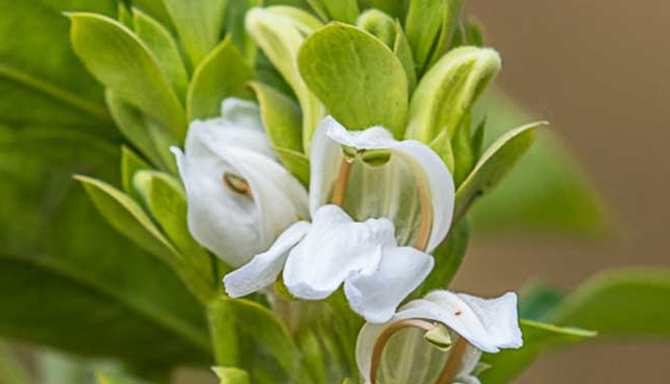 home remedies to treat asthma,healthy living,Health tips