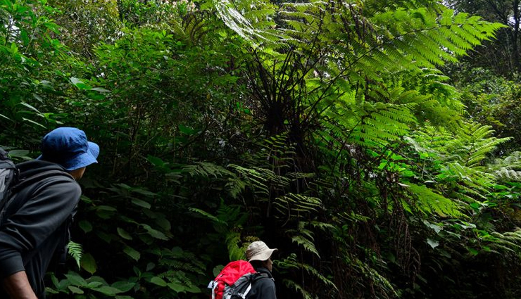 tea estate tours in munnar: savor the finest teas,waterfall hikes: attukal and lakkam in munnar,eravikulam national park: spotting nilgiri tahr,munnars spice gardens: a fragrant exploration,shikara boat rides in munnars lakes,trekking adventures: anamudi peak and chokramudi hills,elephant safari: munnars unique wildlife experience,ayurvedic spa retreats in munnar: relax and rejuvenate,photography spots: munnars scenic beauty unleashed,culinary delights: exploring munnars local cuisine