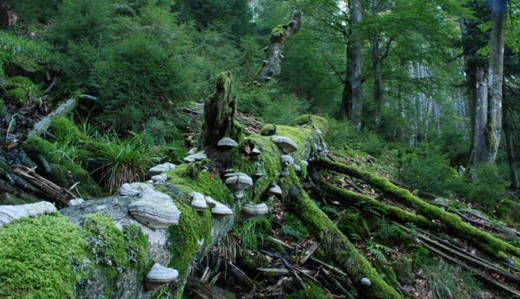 germany,adventurous places in germany,black forest national park,wallberg,oberstdorf,bavarian forest national park,sylt,rugen