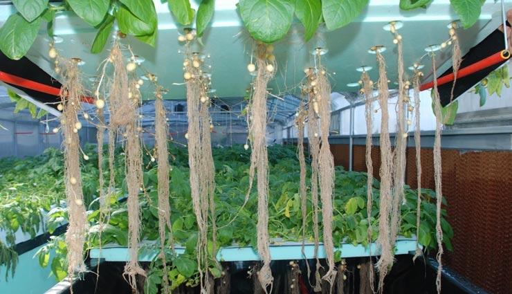 यहां जमीन में नहीं बल्कि हवा में होते हैं आलू, जानें इस चमत्कार के बारे में 