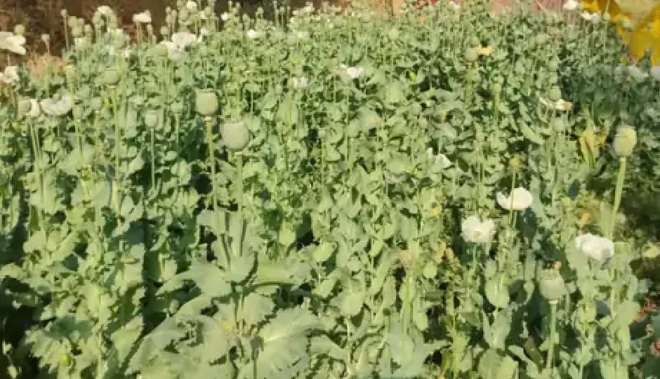 राजस्थान: उदयपुर में 275 करोड़ की अवैध अफीम जब्त, एंटी नारकोटिक्स टास्क फोर्स का बड़ा ऑपरेशन