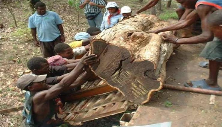 आखिर क्यों चंदन से भी कई गुना महंगी है ये लकड़ी, एक किलो की कीमत है सात लाख रुपये weird news,weird information,african blackwood,most expensive wood