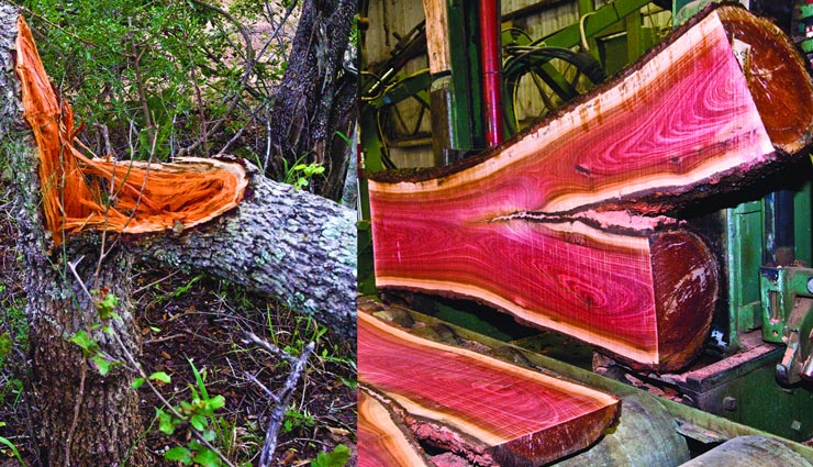 अनोखी लकड़ी जिसके एक किलो की कीमत हैं 7 लाख रुपए, बड़े अमीर भी खरीदने में सोचते हैं दस बार 