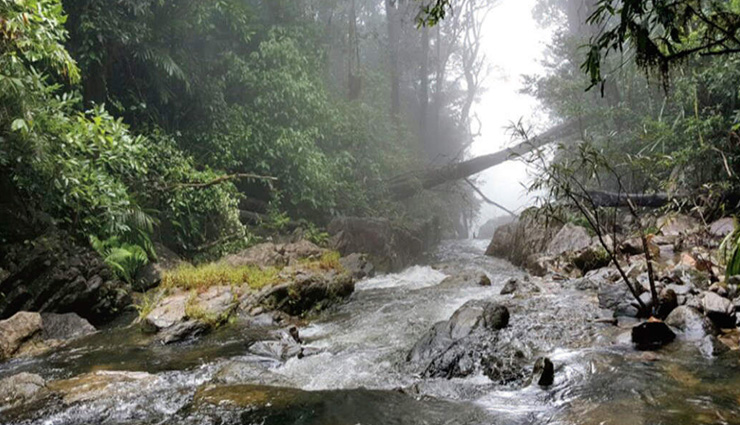 jungle,jungle adventure,jungle safari