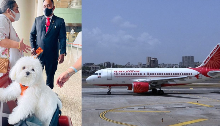 मालिक ने अपने कुत्ते के लिए बुक किया बिजनेस क्लास का पूरा केबिन, खर्च किए लाखों रूपये 