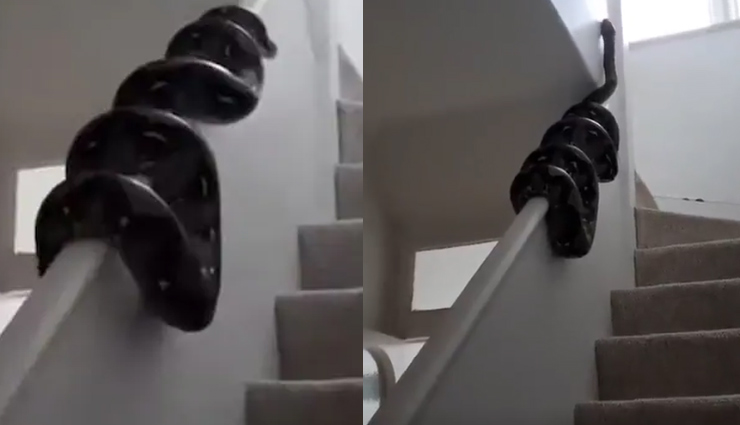 सीढ़ियों के सहारे घर के अंदर घुसता नजर आया अजगर, वीडियो हिला देगा आपको