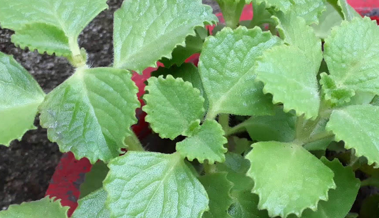 health benefits,Health tips,latest news in hindi,healthy living