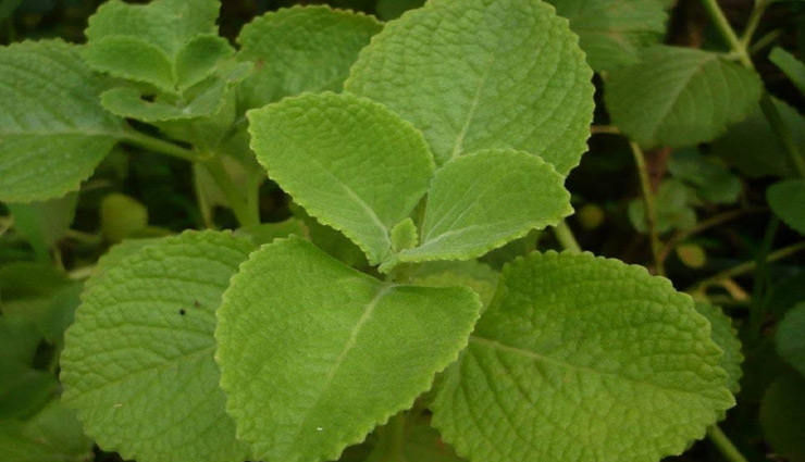 Weight Loss Tips: शरीर में जमे फैट को चूस लेते हैं ये 5 हरे पत्ते, तेजी से घटता है वजन weight loss tips,weight loss without gym and diet plan,weight loss without gym,weight loss without exercise,weight loss without diet,weight loss tips in hindi,weight loss foods,weight loss diet,unusual ways to lose weight