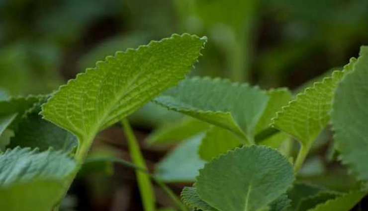 medicinal herbs to plant in your kitchen garden,household tips