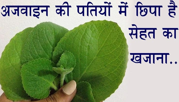 अजवाइन की पत्तियां कर सकती हैं बहुत कमाल, जानें कैसे रख सकती हैं आपको सेहतमंद