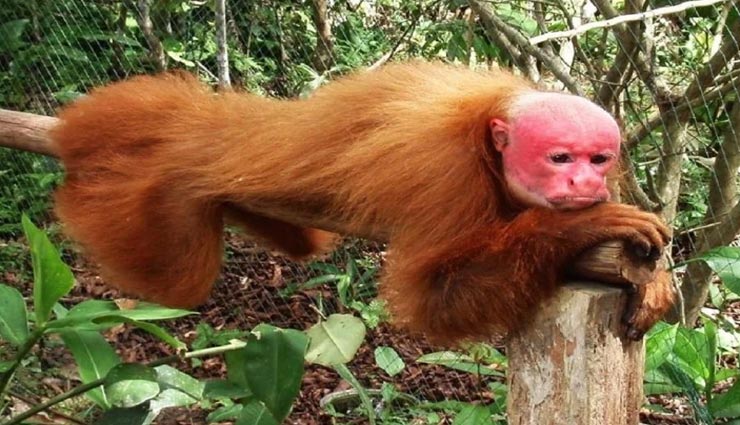 आपने शायद ही देखें होंगे ये अजीबोगरीब जीव, हो जाएंगे सोचने पर मजबूर