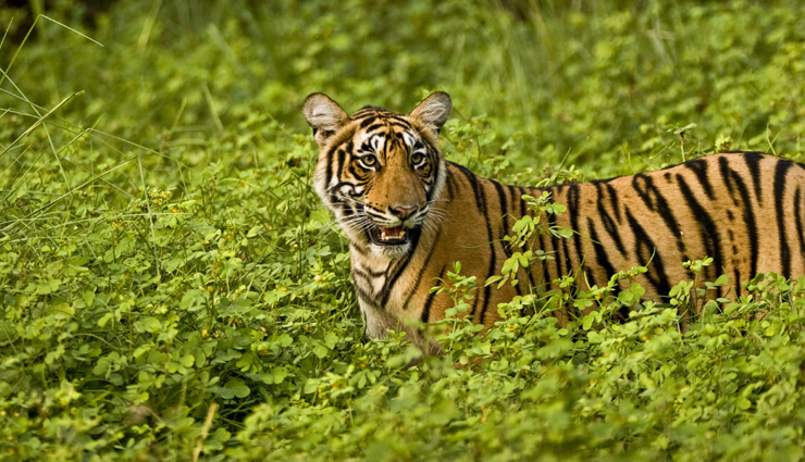 ranthambore,beautiful places to visit in ranthambore,rajasthan,rajasthan tourism,tourist places in rajasthan,holidays,travel guide,travel tips