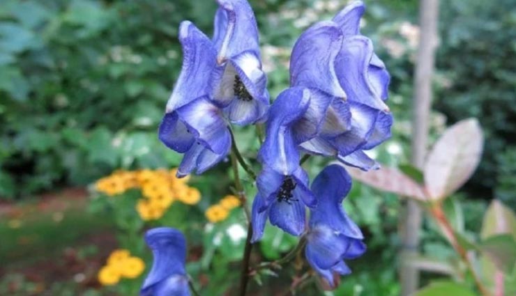 इस फूल की खुशबु लेना हो सकता हैं जानलेवा, संपर्क में आते ही दिखता हैं असर