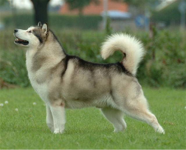 most dangerous dog breeds,dog breeds,dangerous dog breeds,caucasian ovcharka,pitbull,german shepherd,rottweiler,alaskan malamutes