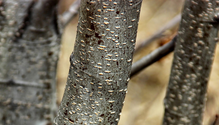 natural hair dyes,natural hair dyes to get brown red and blonde color,hair color,blonde color,beauty,beauty tips