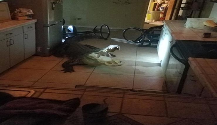 किचन में खटपट, आवाज सुन चौंक गई महिला, देखा तो निकला मगरमच्छ, तस्वीरें वायरल