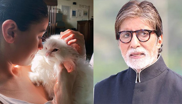 आलिया भट्ट ने अपनी बिल्ली के साथ शेयर की तस्वीर, Big B ने किया कमेंट, मेरी ये बात कई महिलाओं को उदास कर देगी  