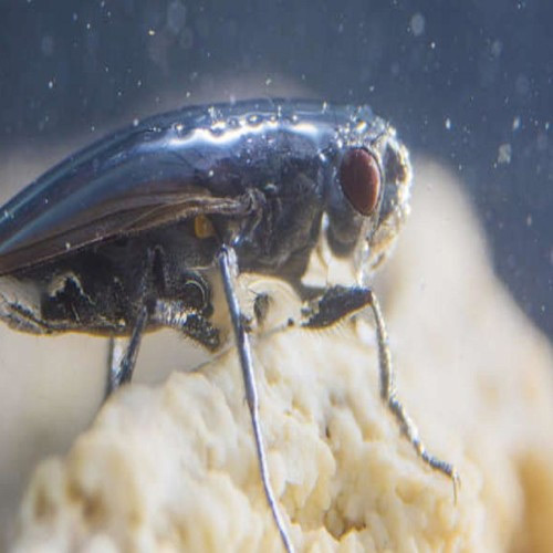 fly,scuba diving suit,holidays