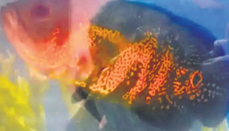 मछली पर उभरा है 'अल्लाह', खरीदने के लिए लोगों ने लगा  दी लाखों  की बोली