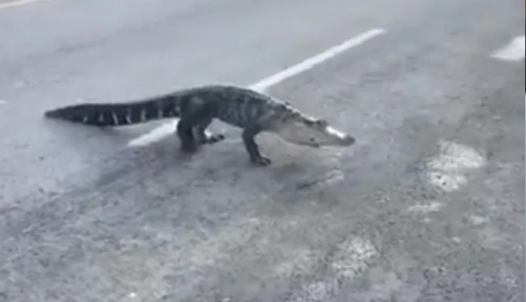 
जब सड़क पर घूमता दिखा घड़ियाल फिर हुआ कुछ ऐसा... देखें वीडियो