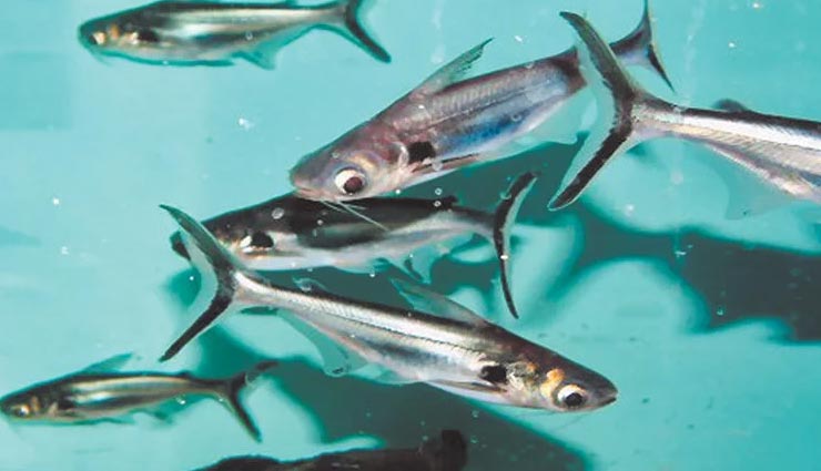 एलर्जी की वजह बनते हैं ये 7 आहार, संभलकर करें इनका सेवन allergic foods,foods to avoid,Health tips,fitness tips