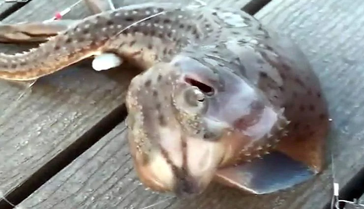 fisherman,caught,mystery,alien,animal,three legged,sea monster,weird monster,weird creature,weird news