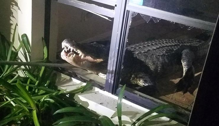 किचन में खटपट, आवाज सुन चौंक गई महिला, देखा तो निकला मगरमच्छ, तस्वीरें वायरल alligator,alligator in kitchen,weird story,weird news