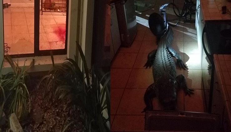 किचन में खटपट, आवाज सुन चौंक गई महिला, देखा तो निकला मगरमच्छ, तस्वीरें वायरल alligator,alligator in kitchen,weird story,weird news