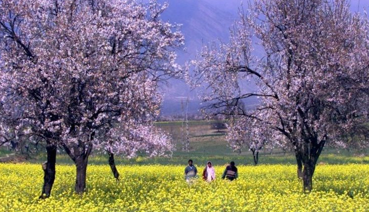 kashmir almond blossom,kashmir cherry blossom alternative,almond blossom kashmir,kashmir spring flowers,blossom season in kashmir,cherry blossom comparison,best places to see almond blossoms,almond trees in kashmir,kashmir spring beauty,kashmir flowers tour,cherry blossom vs almond blossom,almond bloom in kashmir,beautiful blossoms kashmir,kashmir travel guide blossom,almond blossom photography kashmir