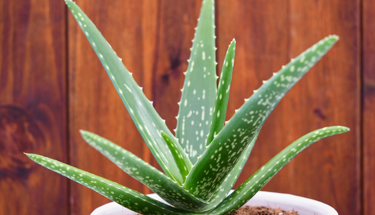 dandruff,Dandruff problem,dandruff home remedies,dandruff treatment,hair care tips,hair care,home hair care,beauty,beauty care tips,beauty tips