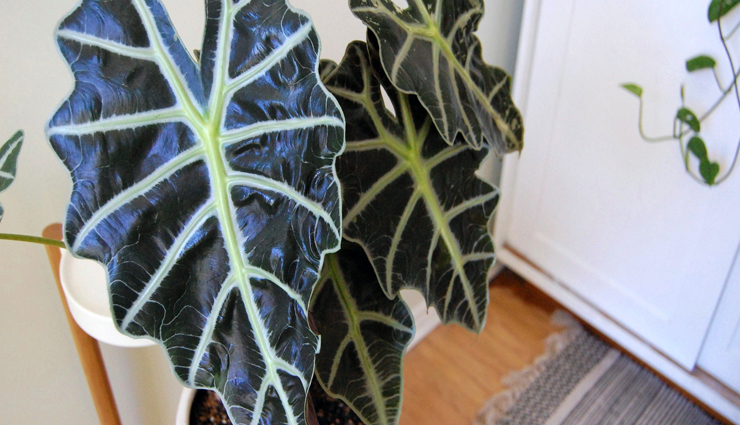 plants to rule the indoor garden,indoor garden,plants for indoor garden,household tips,home decor tips