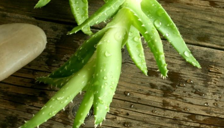 household tips,try theses 5 plants inside your house for amazing air,indoor plants,plants that you can grow at home for fresh air,plants that give amazing air