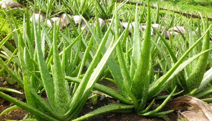 household,5 medicinal plants to grow at home,medicinal plants,kitchen garden plants