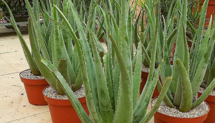 air purifying plants,delhi pollution,air pollution,money plant,aloe vera plant