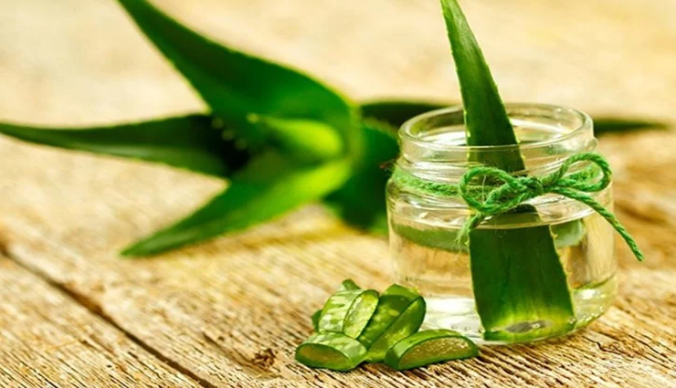 फायदे के साथ कई नुकसान भी पहुंचाता हैं एलोवेरा, जानें कैसे 