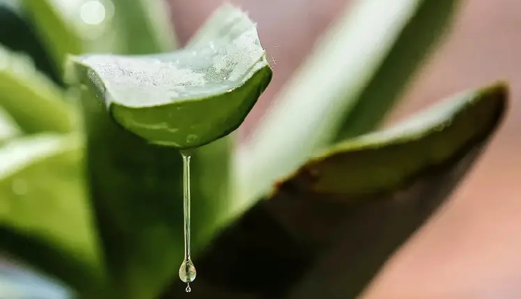 dengue prevention,dengue symptoms,mosquito-borne diseases,tropical diseases,dengue in india,dengue virus,natural remedies for dengue,dengue recovery juices,how to prevent dengue,dengue and platelet count,stagnant water and mosquitoes