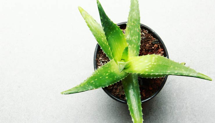 oily skin,aloe vera for oily skin,skin care tips,beauty tips,benefits of aloe vera,beauty benefits of aloe vera