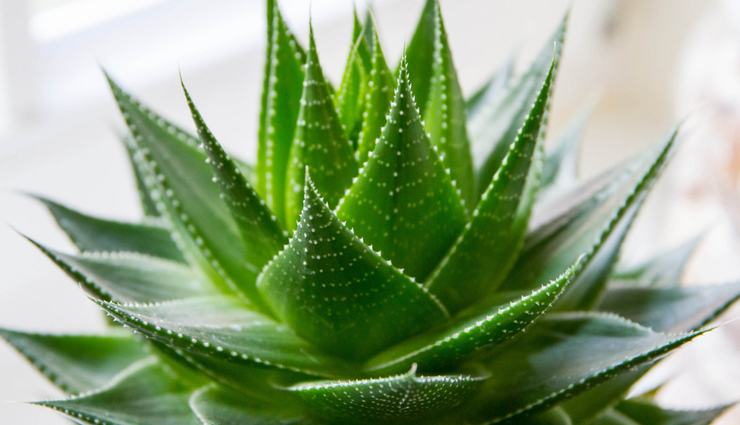 this plant will prevent premature aging