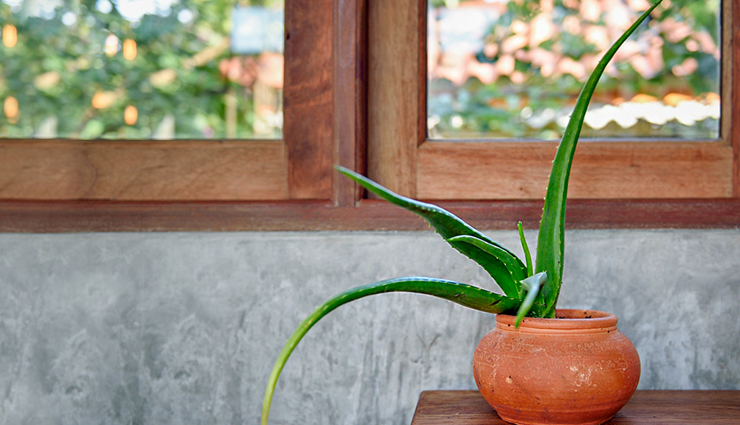 advantages of applying aloe vera gel on face,applying aloe vera gel on face,skin care tips,beauty tips,summer tips