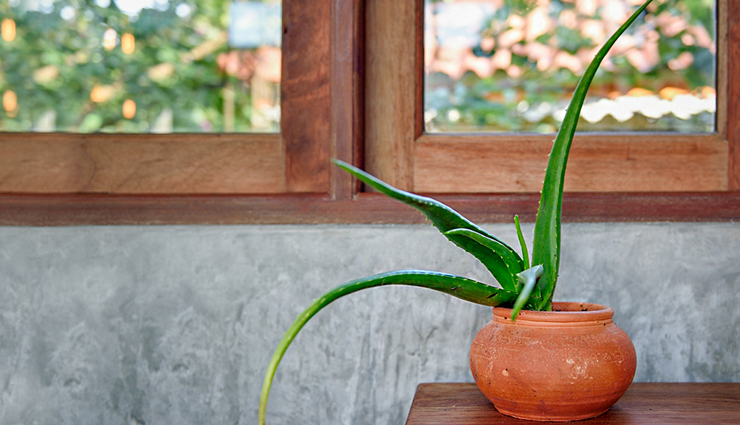 6 Ways To Use Aloe Vera Gel To Get Clear Skin at Home