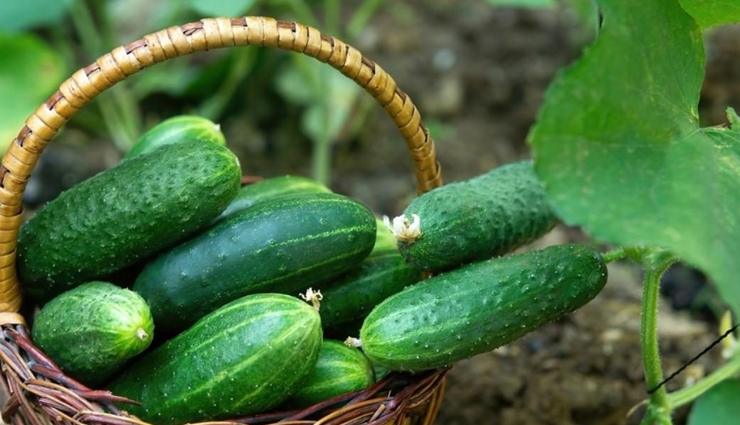 aloe vera gel,beauty benefits of aloe vera gel,summer skin care tips,beauty tips