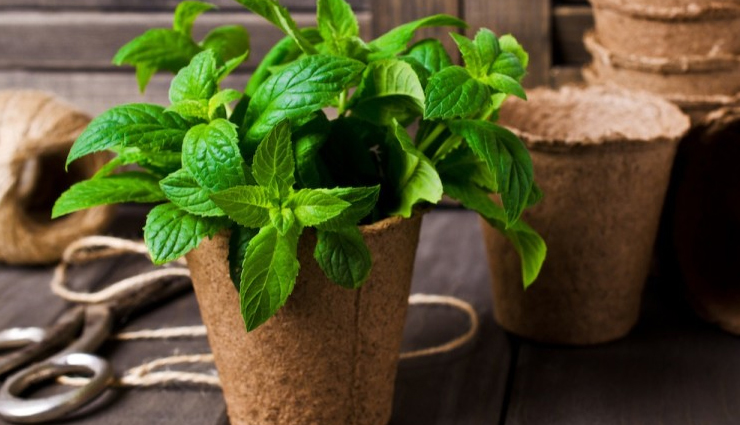 aloe vera gel,beauty benefits of aloe vera gel,summer skin care tips,beauty tips