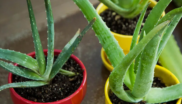 health benefits,Health tips,latest news in hindi,healthy living